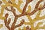 mosaicos-Coral-Erin_Adams-para-New_Ravenna