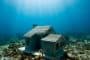Arrecife Urbano: casas para el mundo submarino