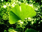 hoja-arbol-Ginkgo